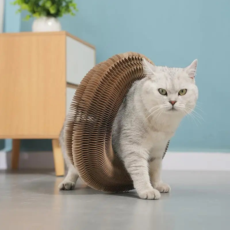 Pawccordion- Cat Toy