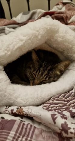 CatNap™ Cat Sleeping Bag