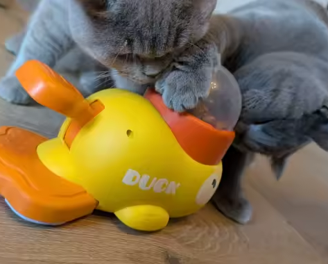 QuackBowl™