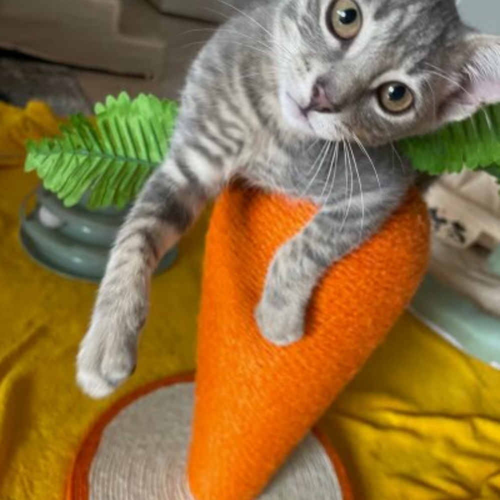 CarrotPaws- Cat Scratching Post