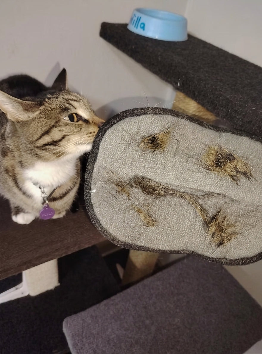 ShedMate™ Cat Grooming Glove