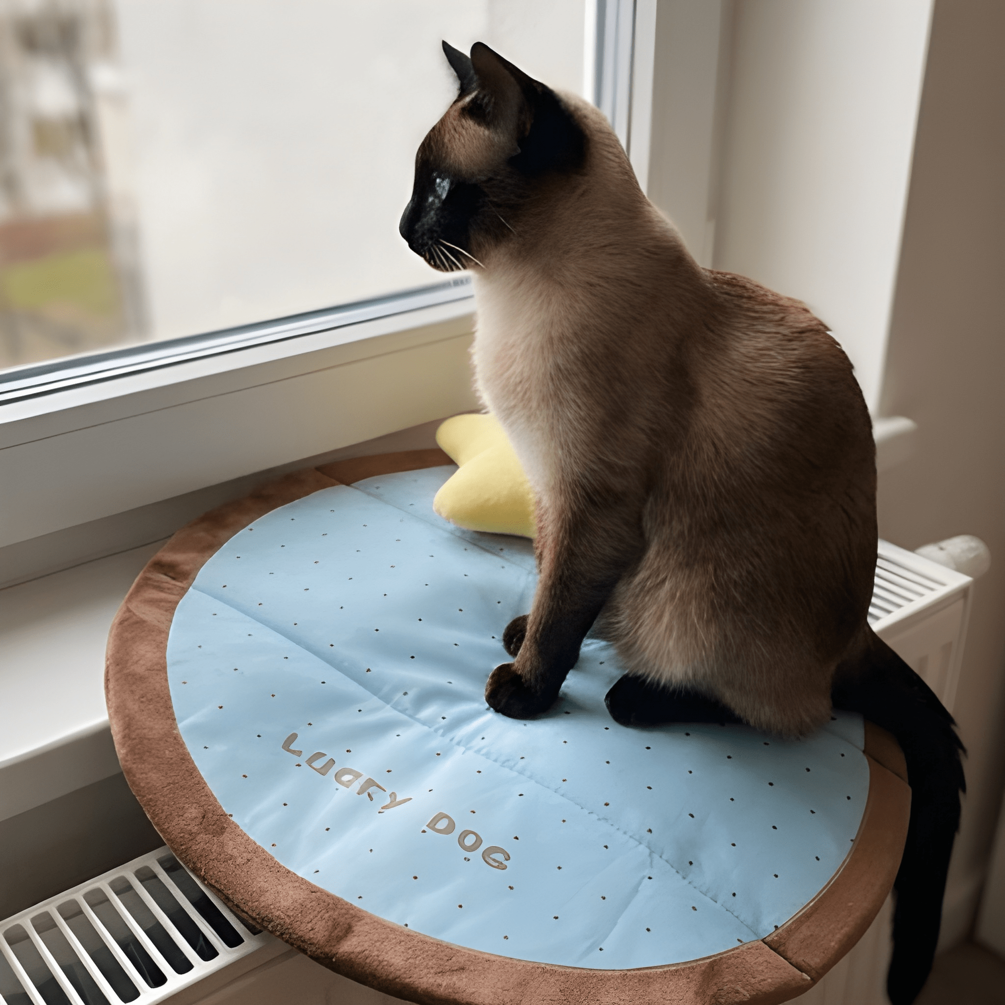 CoolPaws