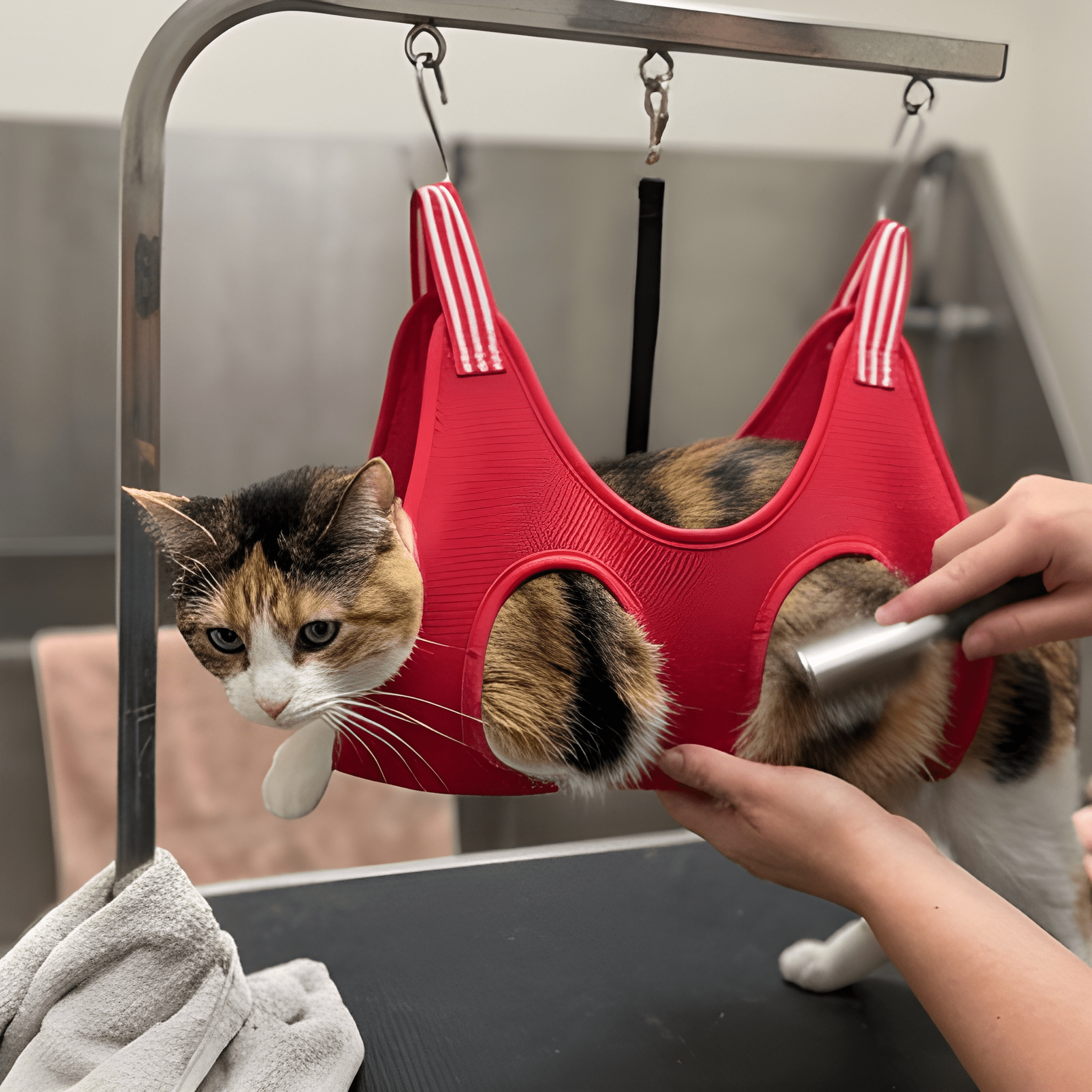 Pawdicure