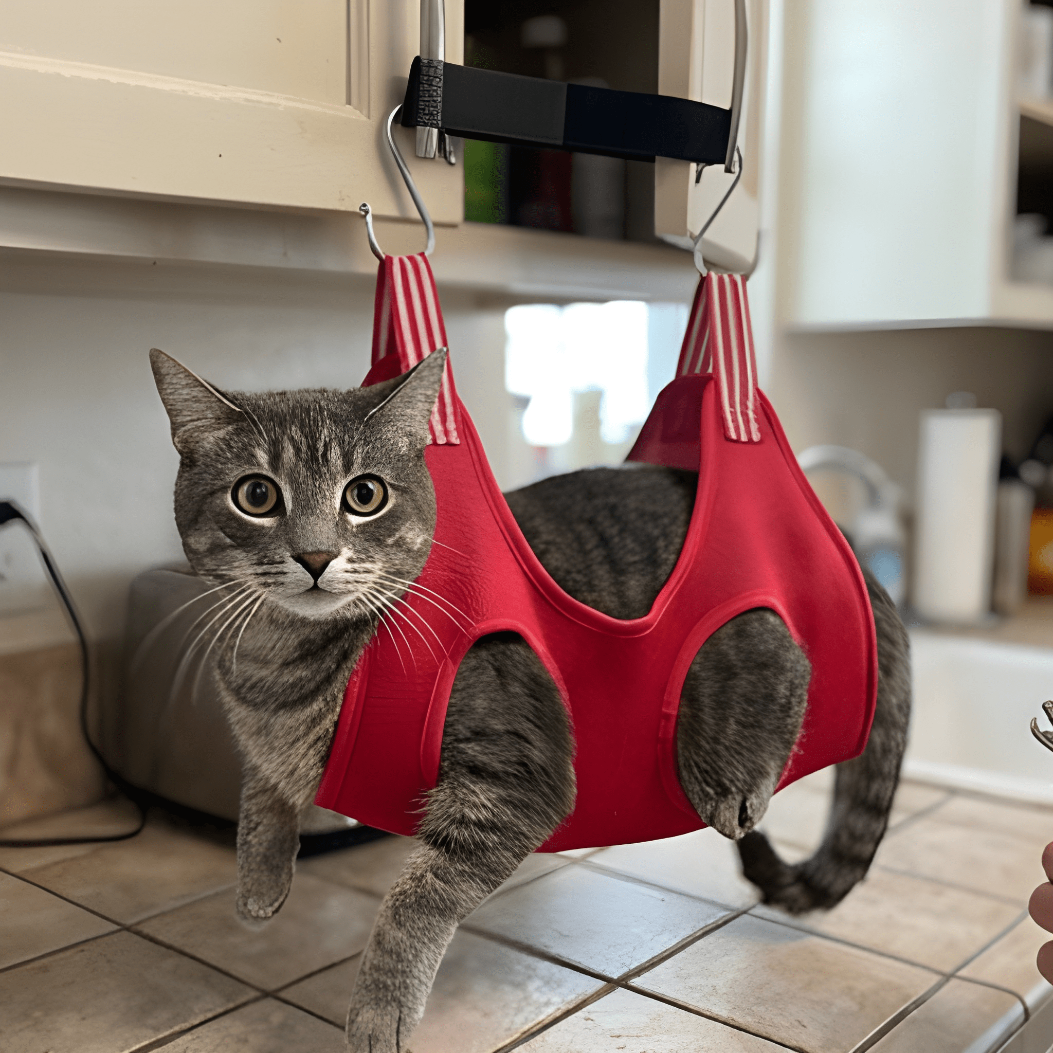 Pawdicure