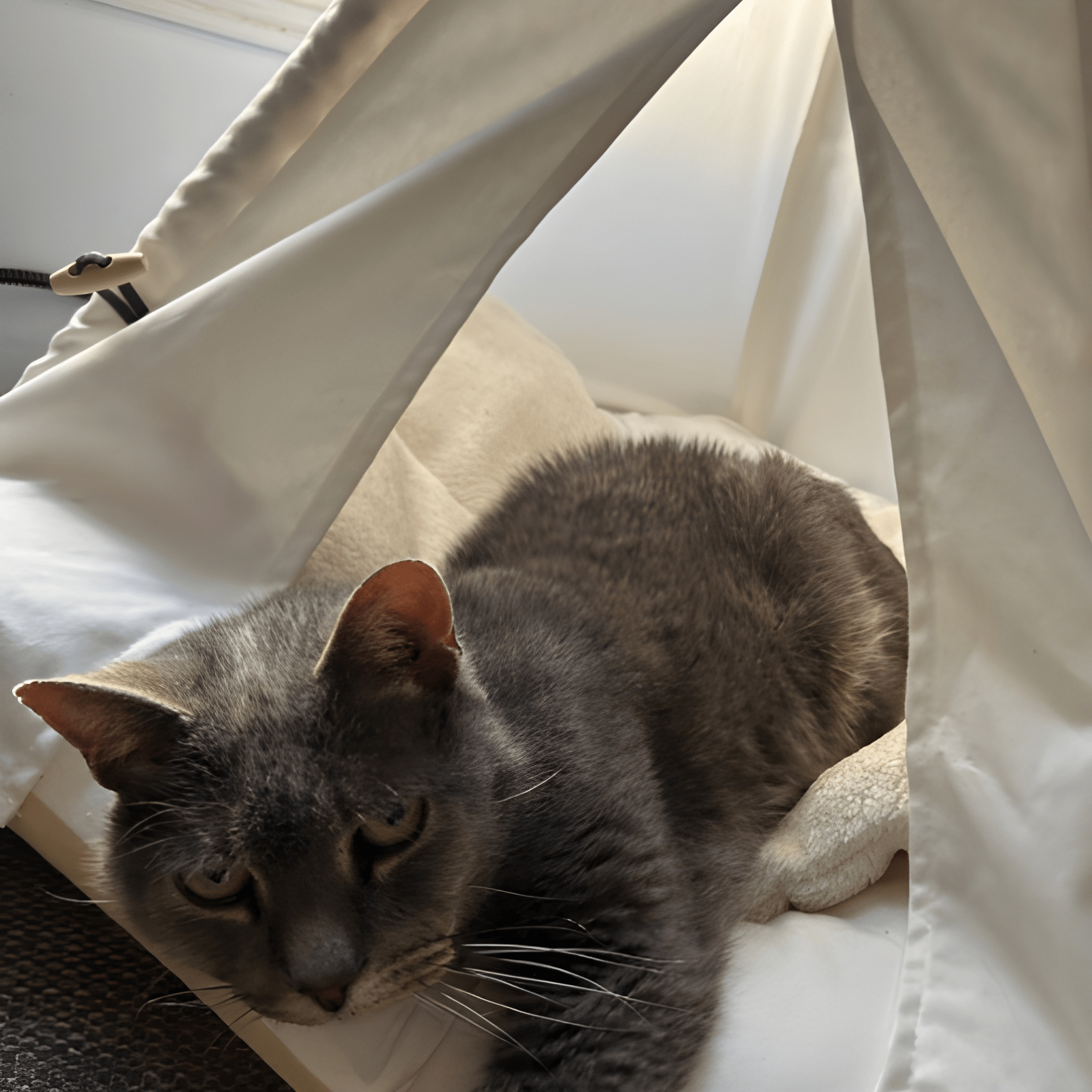 Pawsh Tent- Cat Tepee Tent