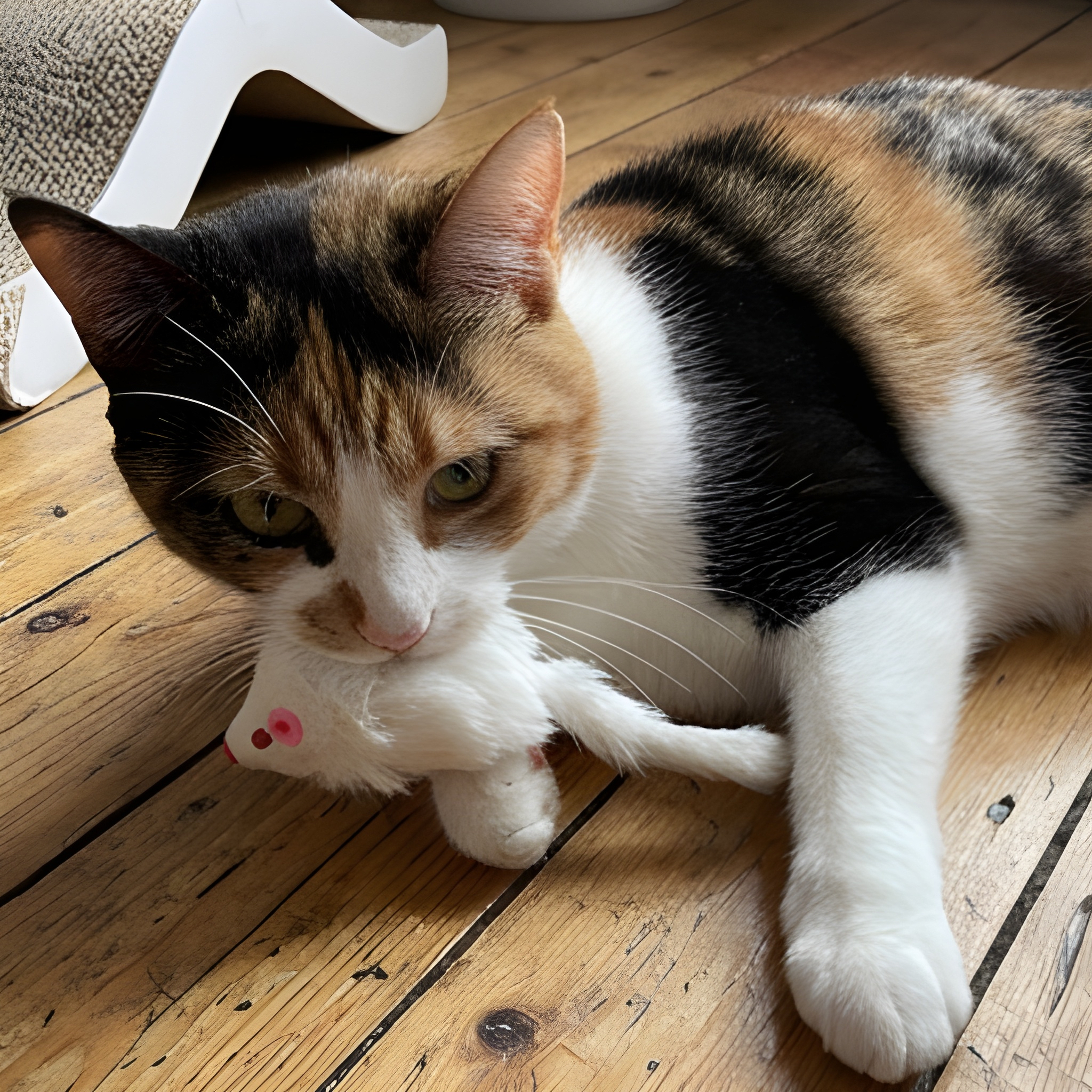 Pounce-A-Mouse™