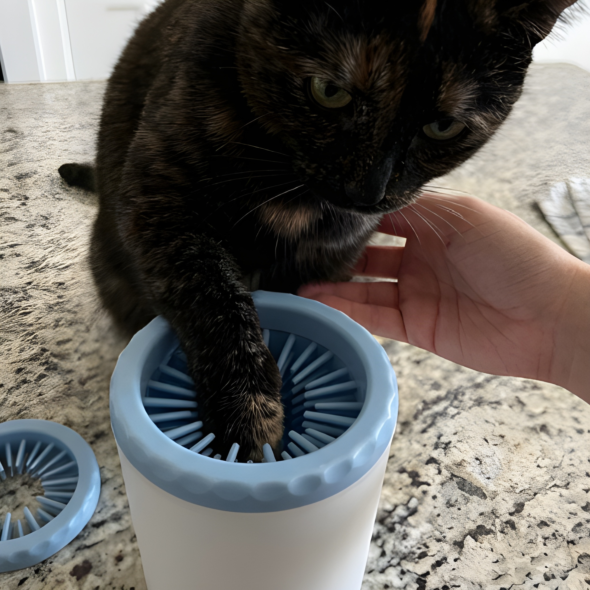 FreshPaws