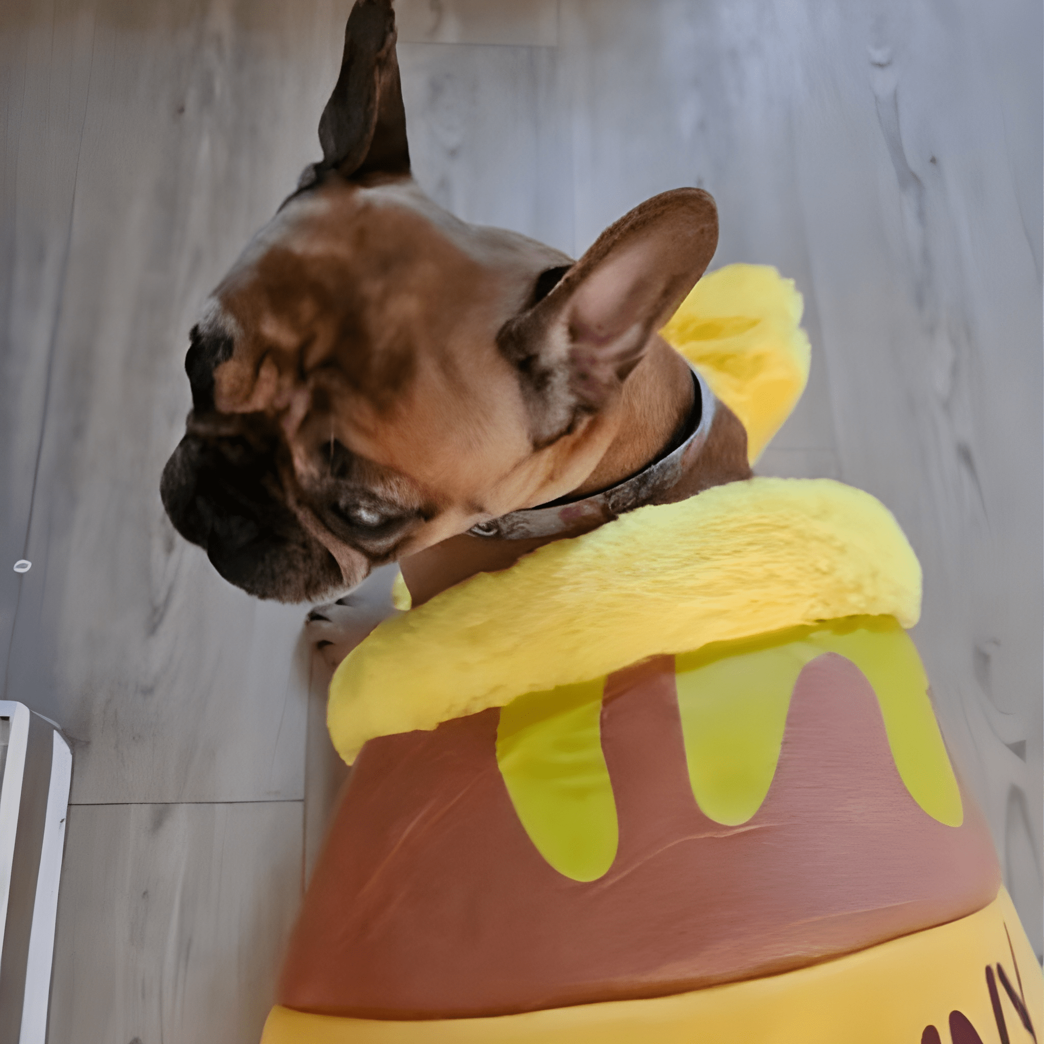 DreamPot- Honey Pot Cat Bed