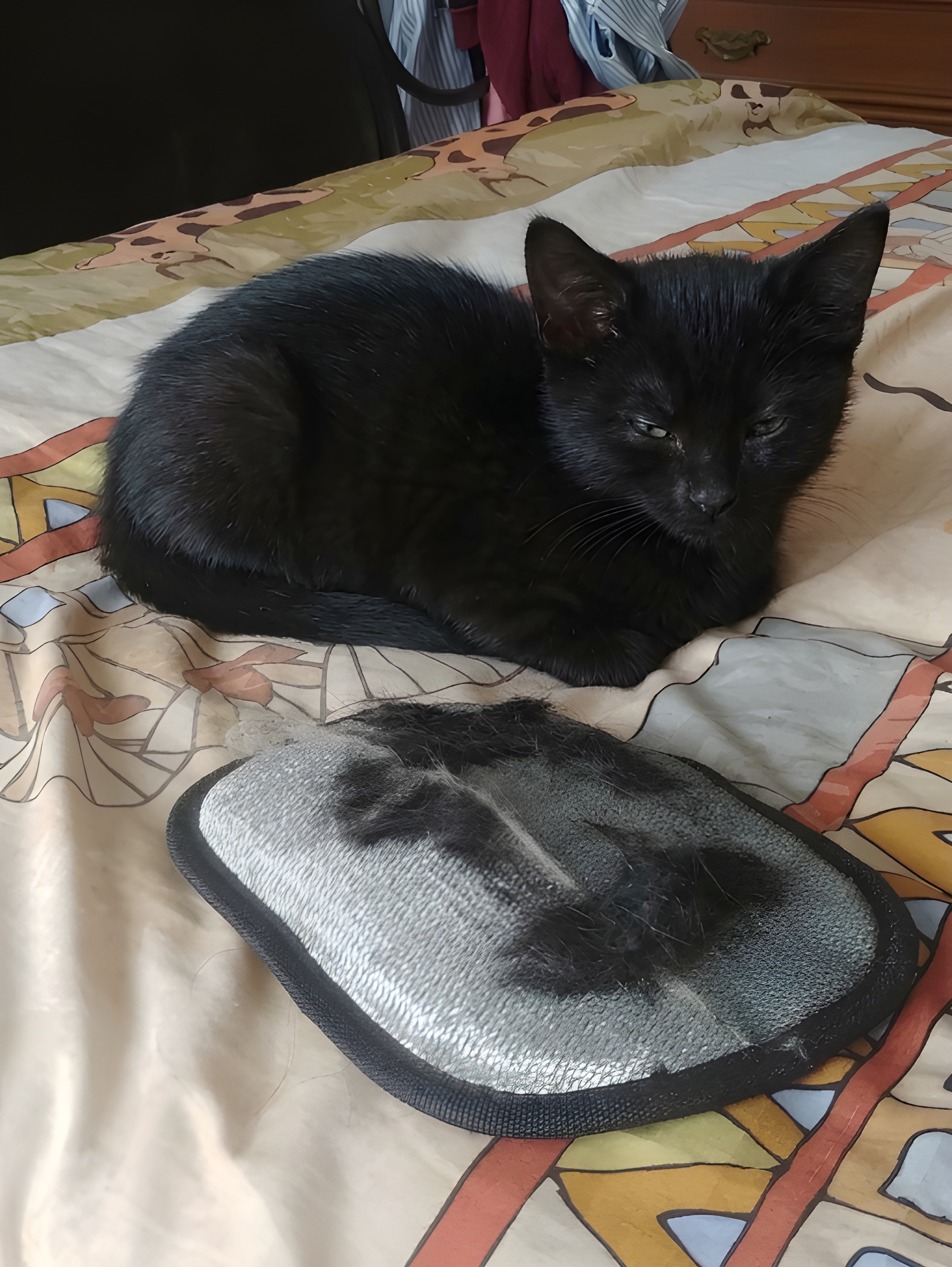 ShedMate™ Cat Grooming Glove